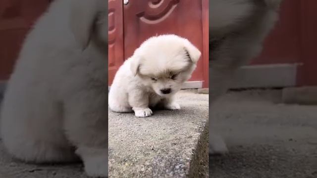 Щенок и сон смотреть онлайн