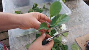 ТАБЕРНЕМОНТАНА. Обрезка и размножение черенкованием.