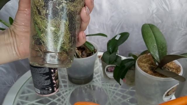 Всего 2 таблетки и КОРНИ растут как на ДРОЖЖАХ орхидея охотно зацветет смотреть онлайн