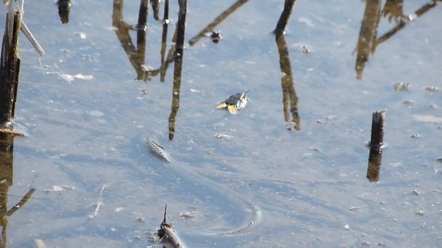 Вышел на охоту уж... Обыкновенный :) смотреть онлайн