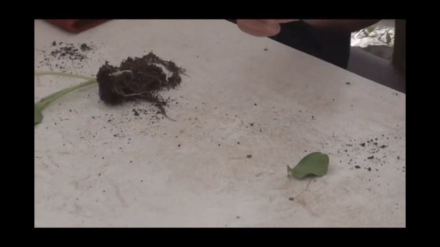 Прививка арбуза на подвой. смотреть онлайн