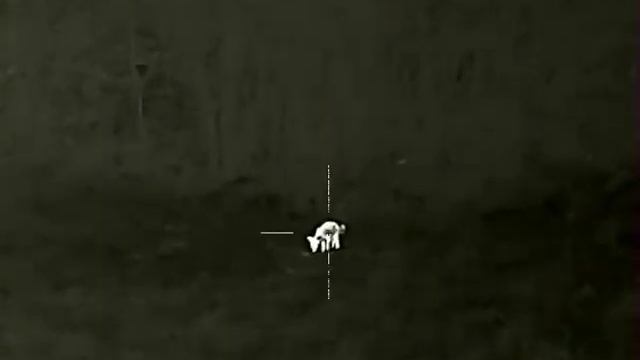 Fox Hunt 100m termal Elite 35 , lov lišky смотреть онлайн