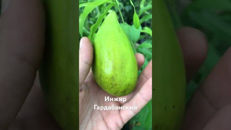 Инжир сорта Гардабанский - Агро Сад 2023