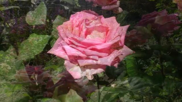 Роза АКВА без шипов смотреть онлайн