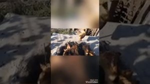 Как приготовить копченую курицу в тандыре