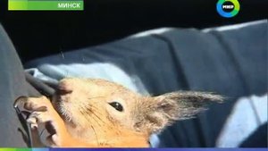 Белка в такси