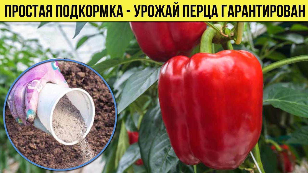 От этой подкормки Перец завалит вас с урожаем Что я кладу в лунку при посадке рассады перца