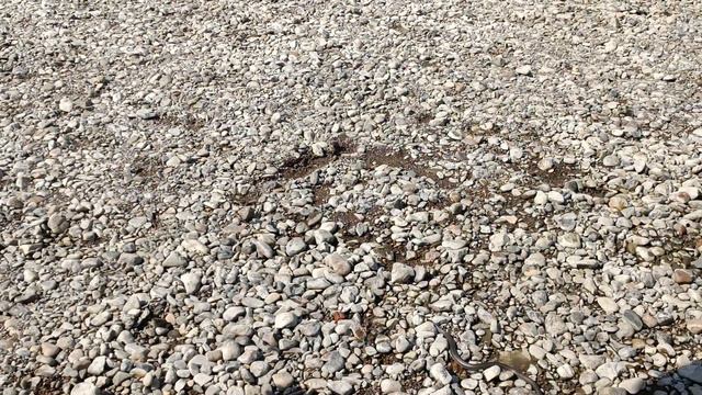 Змея в Кемерово на пляже. 10.08.2022 смотреть онлайн