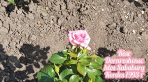 Роза Dornroshenschlos Sababurg Kordes шраб 1993г рекомендую к посадке ?????????? куст ?