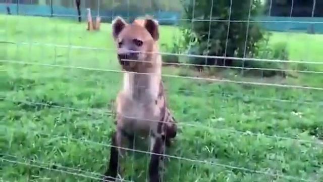 Как смеется гиена смотреть онлайн