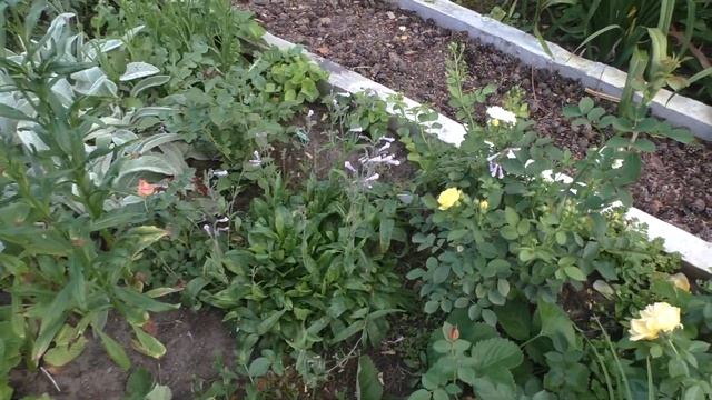 Растения- компаньоны роз. Обзор моего сада. Сезон 2020 смотреть онлайн