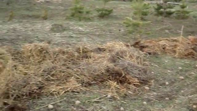 Посадка картошки под соломой смотреть онлайн