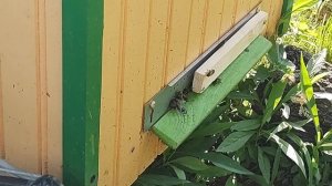 Осы напали на пчелиный улей #14 Натуральное пчеловодство