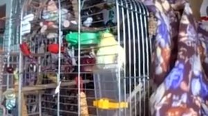 Попугай занимается онанизмом.