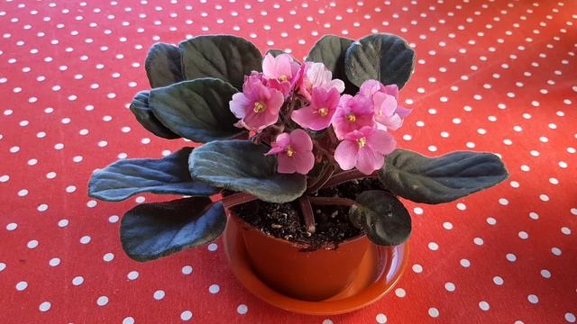 Я купил новую фиалку - Розовый цвет ??? смотреть онлайн