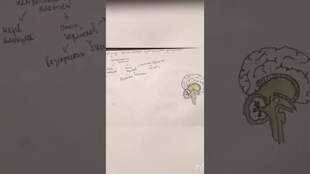 Железы человека гипотоламус, гипофиз, эпифиз смотреть онлайн