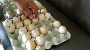 КАК ПРОВЕРИТЬ ЯЙЦО НА ОПЛОД - ТАИНСТВЕННЫЙ ОБРЯД