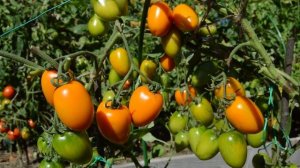 Сорт - "ЗОЛОТОЕ РУНО". Томаты от Фёдора.