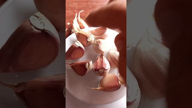 Продажа семянного материала. смотреть онлайн