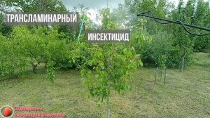 Очень Важная обработка и Подкормка плодовых деревьев после цветения