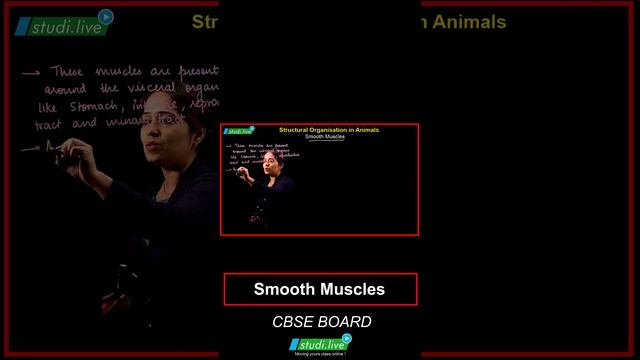 Smooth muscle || Structural organisation in animal || #stateboardsyllabus #exampreparation