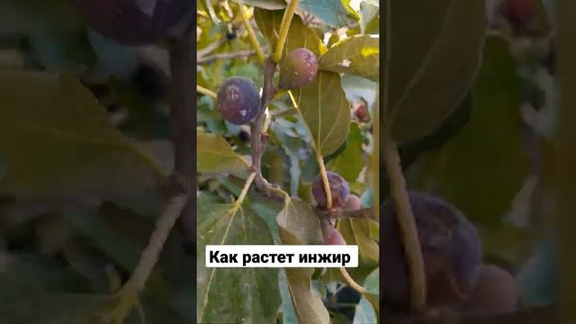 Как растет инжир