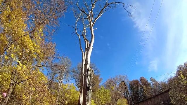 Опять нам криворуким повезло Не упало дерево на дом Валка деревьев бензопилой