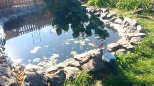 Пруд на даче своими руками, как сделать озеро самому.