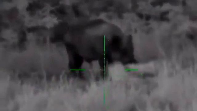 Охота на кабана | Крупный Секач | Pulsar Digisight Ultra N455 | 9.3*62 Norma Oryx 232 gr. смотреть онлайн