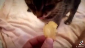 Кошка и Чипсы