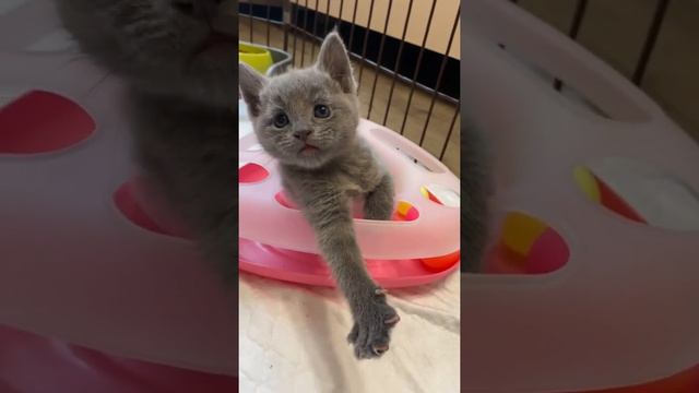 Трёхнедельный породистый котёнок Русской голубой кошки