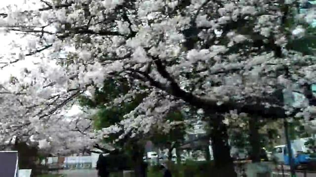 SAKURA by LS465 Pentax смотреть онлайн