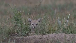 Корсак (Vulpes corsac) Степная лисица