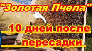 "ЗОЛОТАЯ ПЧЕЛА" бакфаст Развитие ПЧЕЛОПАКЕТА 10 дней после пересадки в УЛЕЙ !