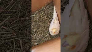 Самка попугая кореллы снесла первое яйцо! 🥚/Female parrot corella laid an egg