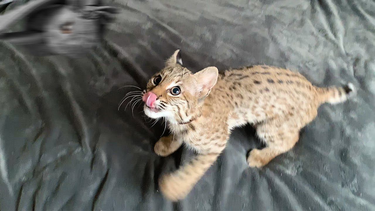 Покажи видео рыси. Злая рысь. Гладят рысь. Голодная рысь. Покажи видео рыси.