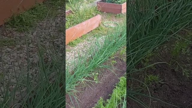 про новинку морковку, хотите узнать, сколько её взошло? ? смотреть онлайн