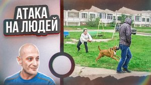 Агрессивный Стаффорд Граф (Атака на людей)