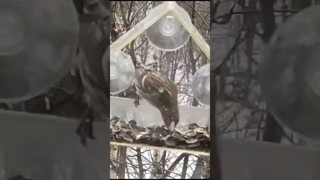 маленькая чечетка