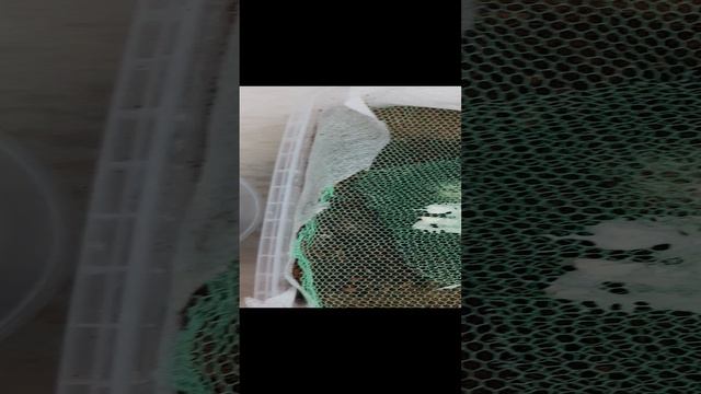 Новый грунт для Гринлаля! Вермикулит... экспериментирую! смотреть онлайн