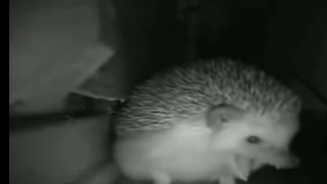 Ёжик чихнул мем. смотреть онлайн