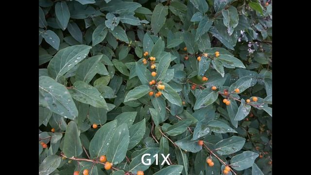 Сравнение цвета у Canon EOS 5D Classic, Powershot G1X, EOS M6 смотреть онлайн