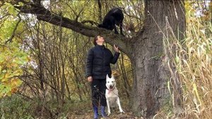 ДТ-41. Работа со стаей на свободе.