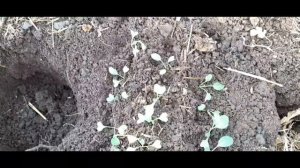 Пересаживаю в теплицу капусту брокколи и цветную. И пересадила томаты 2 кустика.