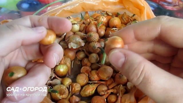 Посадка лука севка весной в открытый грунт. Как сажать лук севок. 2 Способа #3 смотреть онлайн