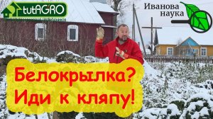 БЕСПЛАТНОЕ СРЕДСТВО ОТ БЕЛОКРЫЛКИ (и слизней)! Поможет точно!