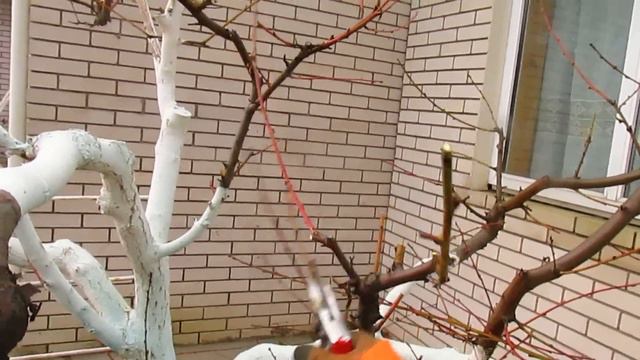 Обрезка персика с сильными жировиками. смотреть онлайн