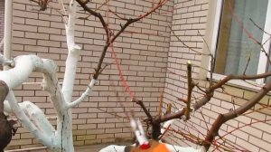 Обрезка персика с сильными жировиками.