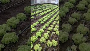 выращивание салата зимой. вывод.