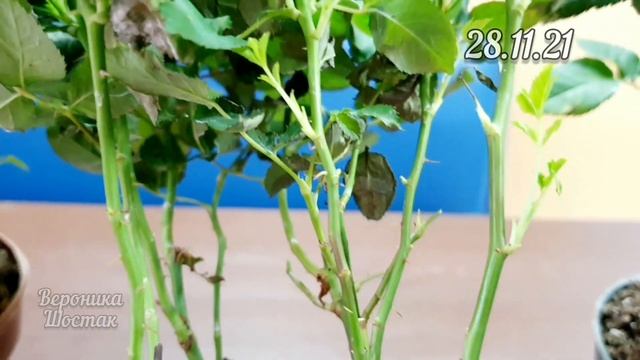 Что делать с розой после покупки? Способ адаптации без пересадки. Уменьшаем шок от смены условий. смотреть онлайн